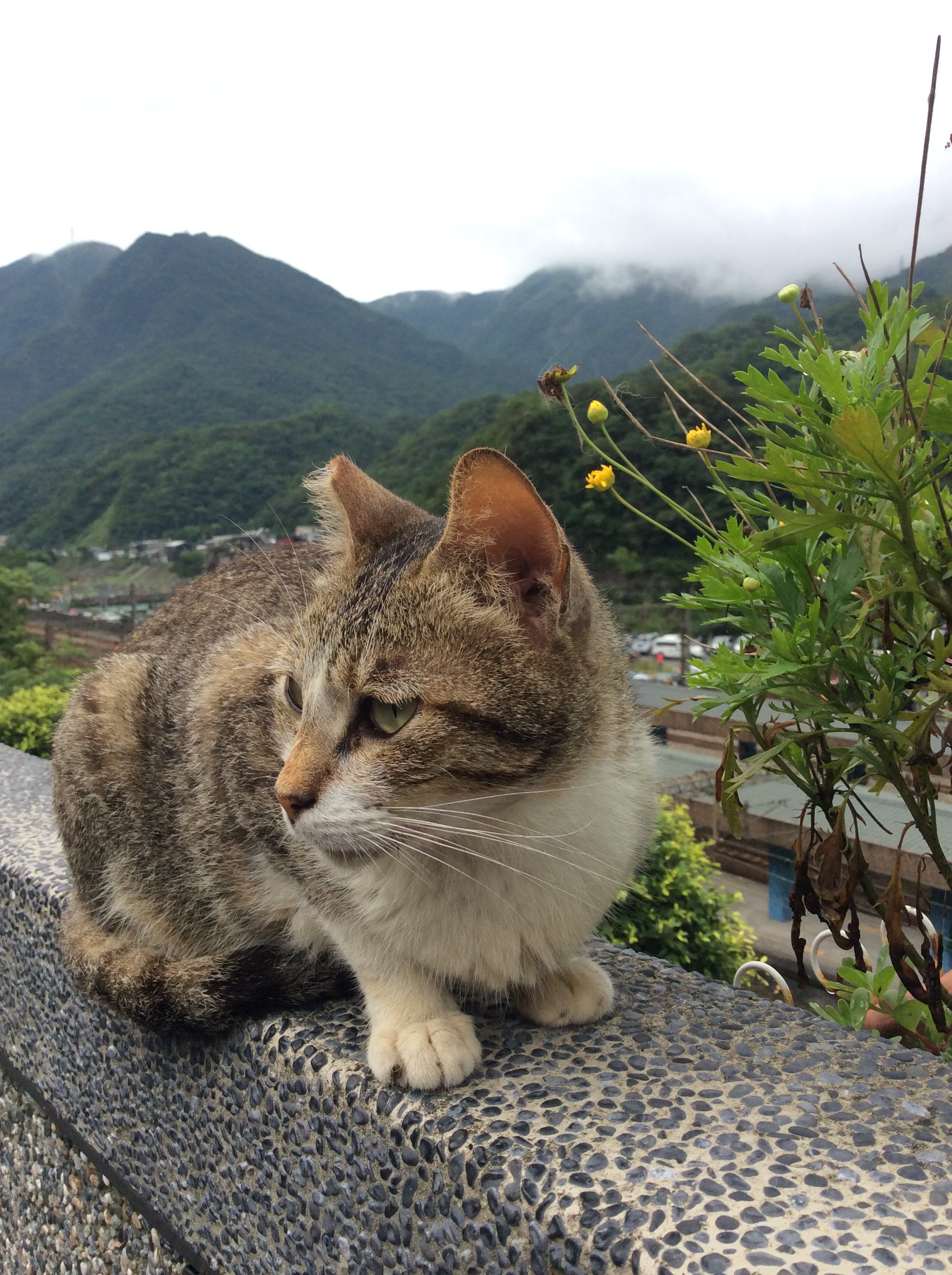 猫好きなら行ってみたい台湾 猴硐 ホウトン